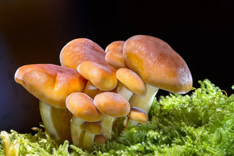 Sustainability Mushrooms
