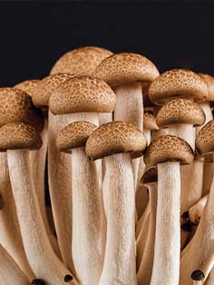 MatrixHome2 Mushrooms
