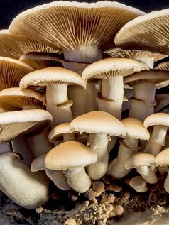 MatrixHome4 Mushrooms